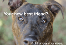 Warrick Humane Society Joins Statewide Adoption Event with Best Friends Network