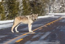 US House passes bill to remove gray wolf from Endangered Species Act list